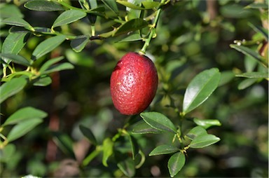 APII jpeg image of Citrus 'Australian Blood'  © contact APII