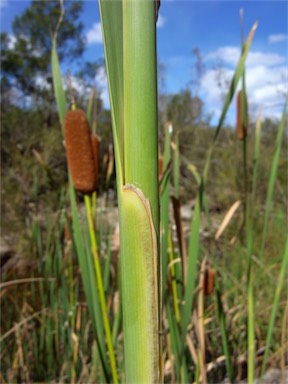 APII jpeg image of Typha orientalis  © contact APII