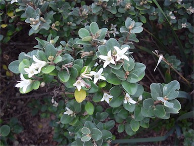 APII jpeg image of Correa alba var. alba  © contact APII