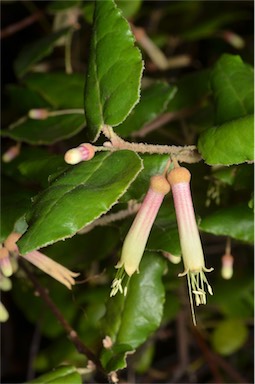 APII jpeg image of Correa lawrenceana var. cordifolia  © contact APII