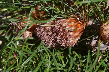 APII jpeg image of Banksia tenuis var. reptans  © contact APII