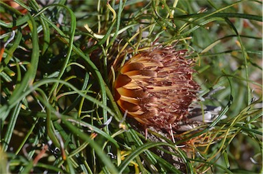 APII jpeg image of Banksia tenuis var. reptans  © contact APII