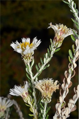 APII jpeg image of Olearia 'fuzzy'  © contact APII