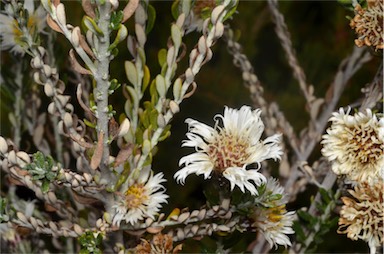 APII jpeg image of Olearia 'fuzzy'  © contact APII