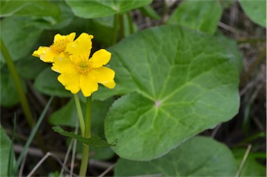 APII jpeg image of Caltha palustris  © contact APII