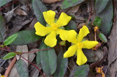 APII jpeg image of Hibbertia dentata  © contact APII