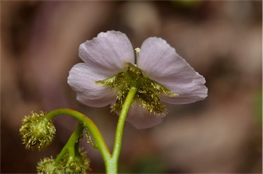 APII jpeg image of Drosera peltata  © contact APII