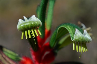 APII jpeg image of Anigozanthos manglesii  © contact APII