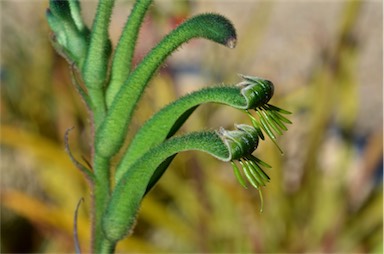 APII jpeg image of Anigozanthos viridis  © contact APII