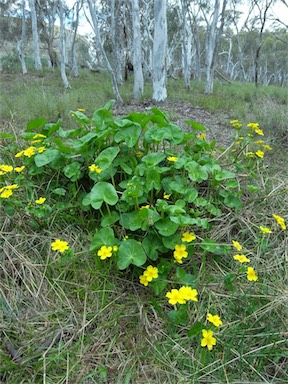 APII jpeg image of Caltha palustris  © contact APII