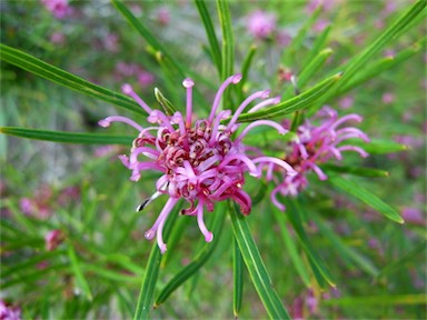 APII jpeg image of Grevillea sericea  © contact APII