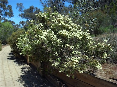 APII jpeg image of Melaleuca scabra  © contact APII