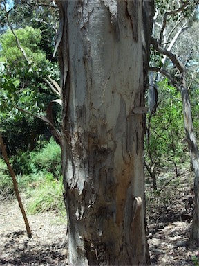 APII jpeg image of Eucalyptus polyanthemos  © contact APII