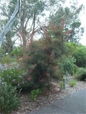 APII jpeg image of Grevillea 'Bonfire'  © contact APII