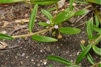 APII jpeg image of Oldenlandia corymbosa var. corymbosa  © contact APII