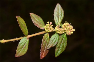 APII jpeg image of Euphorbia hirta  © contact APII