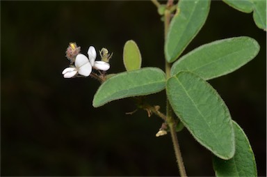 APII jpeg image of Desmodium scorpiurus  © contact APII