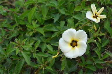 APII jpeg image of Turnera subulata  © contact APII