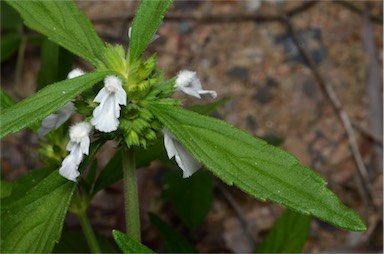 APII jpeg image of Leucas lavandulifolia  © contact APII