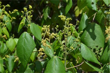 APII jpeg image of Macaranga involucrata  © contact APII