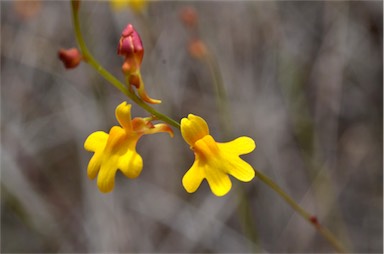 APII jpeg image of Utricularia chrysantha  © contact APII