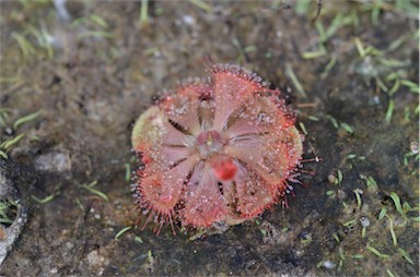 APII jpeg image of Drosera spatulata  © contact APII