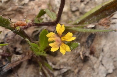 APII jpeg image of Goodenia pilosa  © contact APII