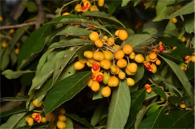 APII jpeg image of Pittosporum ferrugineum subsp. linifolium  © contact APII