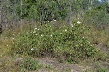 APII jpeg image of Hibiscus divaricatus  © contact APII