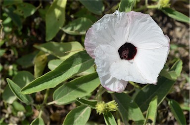 APII jpeg image of Hibiscus divaricatus  © contact APII