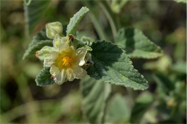 APII jpeg image of Sida cordifolia  © contact APII