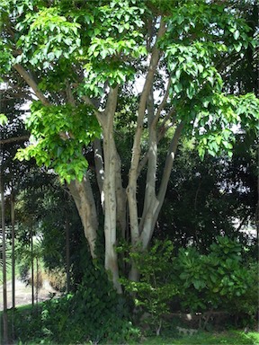 APII jpeg image of Ficus variegata  © contact APII