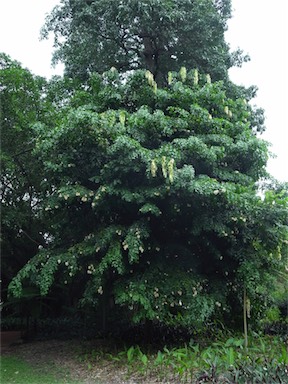 APII jpeg image of Maniltoa lenticellata  © contact APII