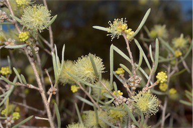 APII jpeg image of Melaleuca glomerata  © contact APII