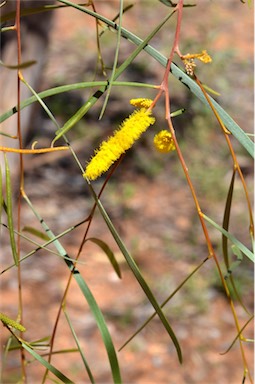 APII jpeg image of Acacia sp. Krichauff Range (A.Soos 241)  © contact APII