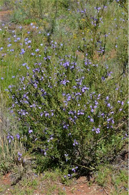 APII jpeg image of Eremophila christopheri  © contact APII