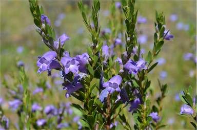 APII jpeg image of Eremophila christopheri  © contact APII