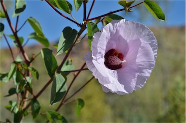 APII jpeg image of Gossypium sturtianum  © contact APII