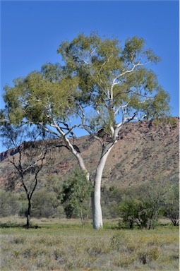 APII jpeg image of Corymbia aparrerinja  © contact APII