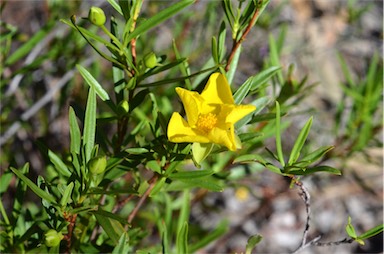 APII jpeg image of Hibbertia glaberrima  © contact APII