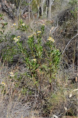 APII jpeg image of Olearia ferresii  © contact APII