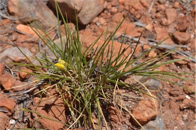 APII jpeg image of Goodenia triodiophila  © contact APII