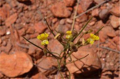 APII jpeg image of Goodenia triodiophila  © contact APII