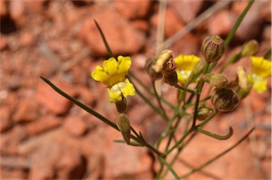 APII jpeg image of Goodenia triodiophila  © contact APII