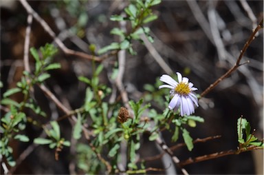 APII jpeg image of Olearia stuartii  © contact APII