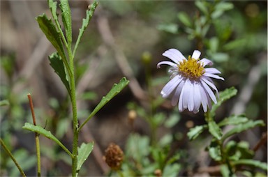 APII jpeg image of Olearia stuartii  © contact APII