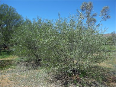 APII jpeg image of Acacia ayersiana  © contact APII