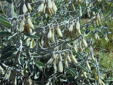 APII jpeg image of Crotalaria cunninghamii  © contact APII