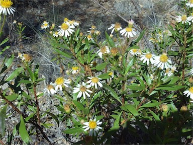 APII jpeg image of Olearia ferresii  © contact APII