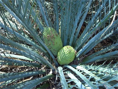 APII jpeg image of Macrozamia macdonnellii  © contact APII